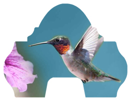 DARAY-L-028 Humming Bird 2